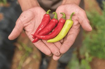 赤唐辛子と青唐辛子